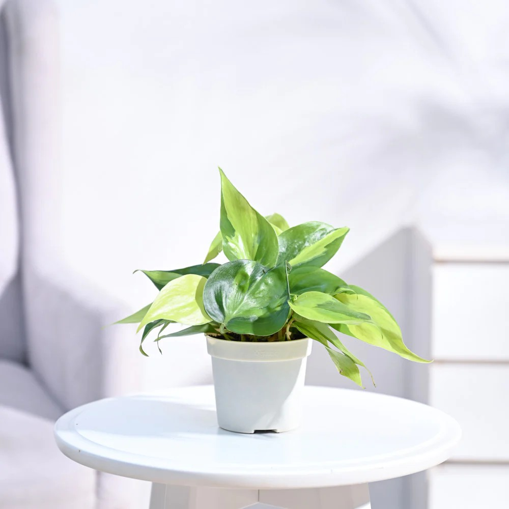 Heartleaf Philodendron