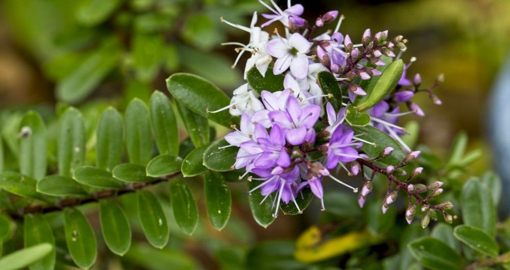 Hebe Buxifolia Patty’s Purple