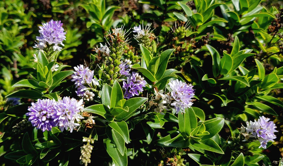 Hebe ‘Sparkling Sapphires’