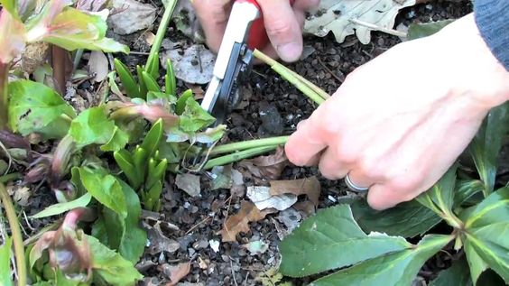 Hellebore Pruning Tips