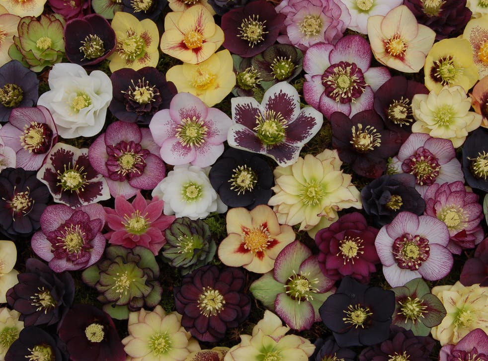 Hellebores Plant – A Beginner’s Guide to Growing and Caring