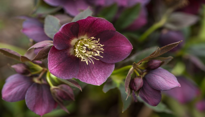 Hellebores