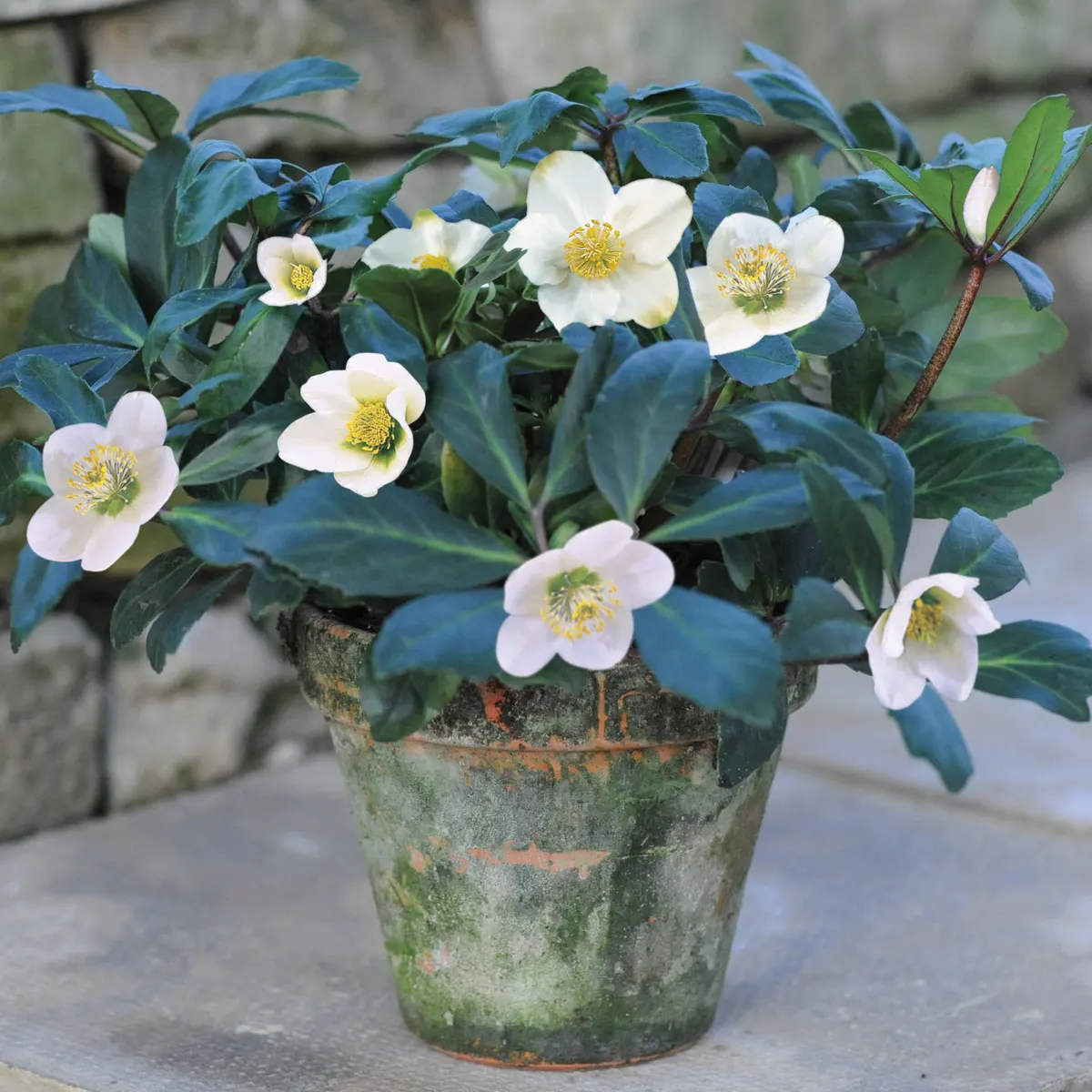 Hellebores