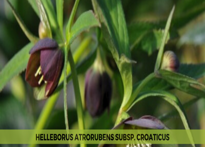 Helleborus Atrorubens Subsp. Croaticus (1)