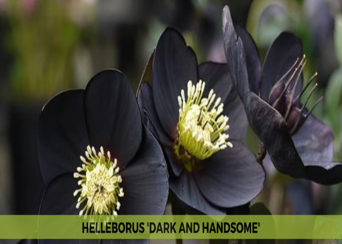 Helleborus 'Dark and Handsome' (1)