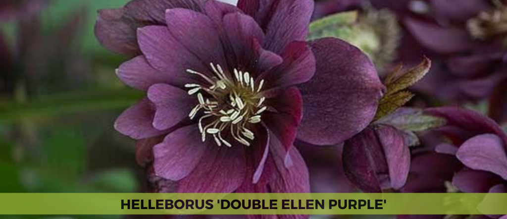 Helleborus 'Double Ellen Purple'