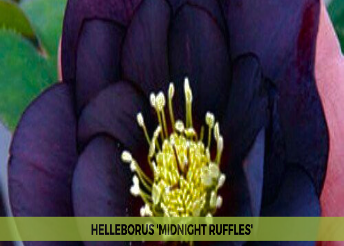 Helleborus 'Midnight Ruffles' (1)