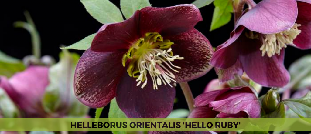 Helleborus Orientalis 'Hello Ruby'