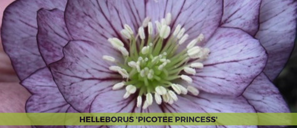 Helleborus 'Picotee Princess'