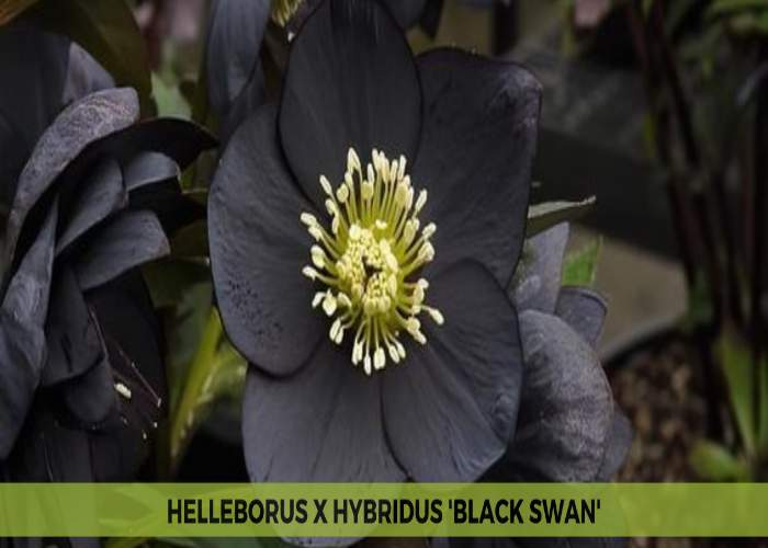 _Helleborus X Hybridus 'Black Swan'