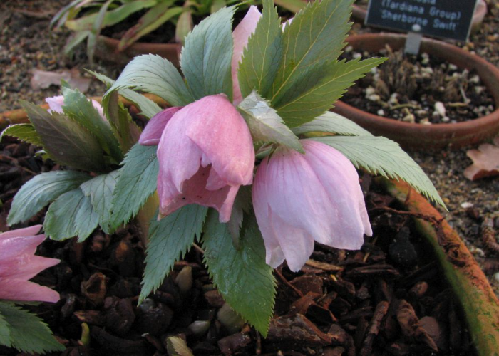 Helleborus thibetanus 'Tibetan Hellebore'