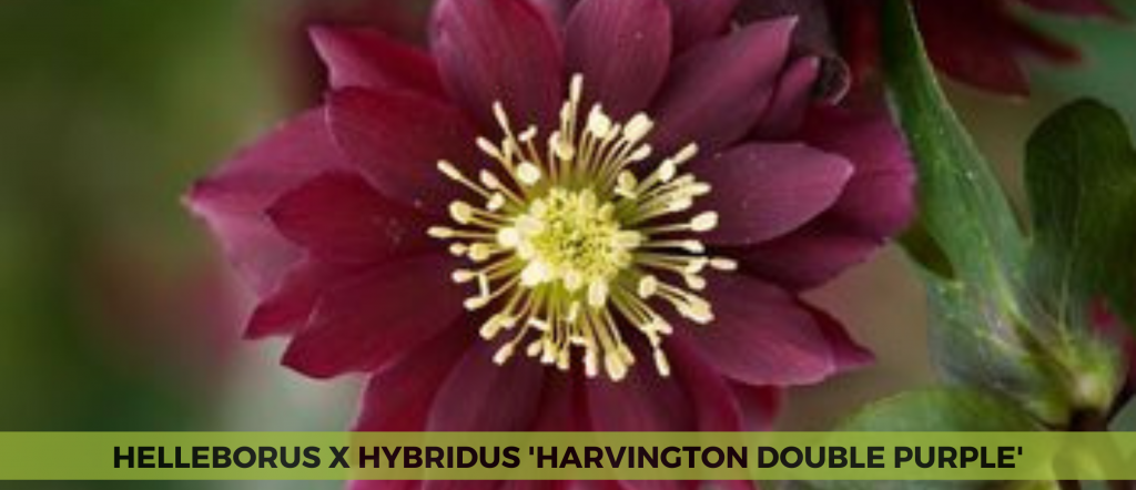 Helleborus x Hybridus 'Harvington Double Purple'