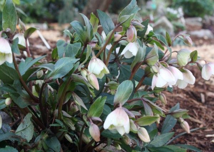 Helleborus x sahinii 'Winter Bells'