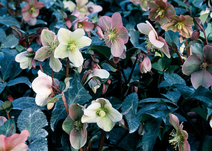 Helleborus x sternii 'White Marble'