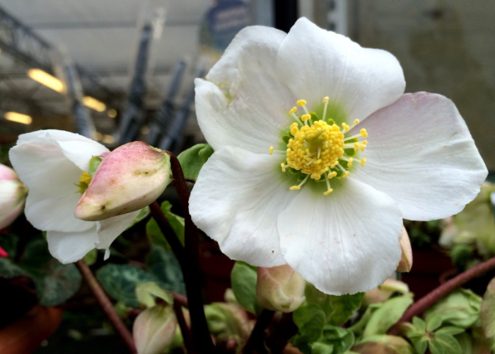 Helleborus ‘Verboom Beauty’