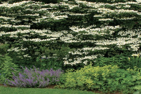 Henry’s Viburnum