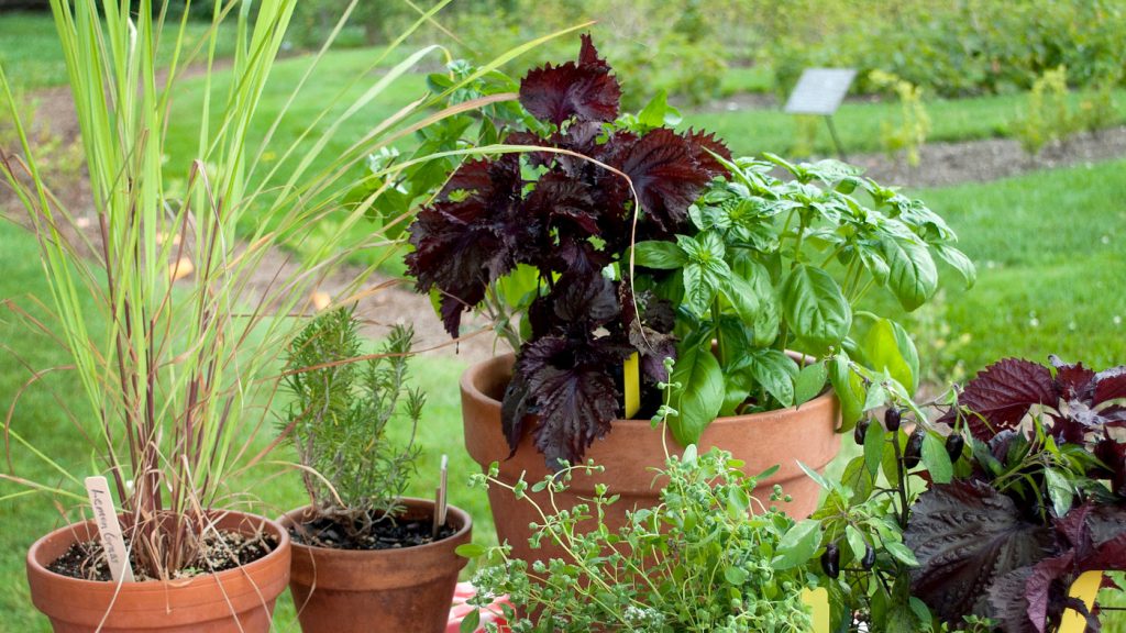 Herbs That Can Be Planted & Grow Well Together