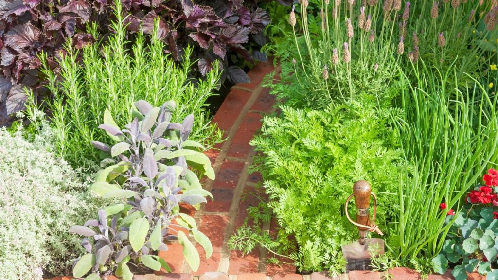 Herbs as Borders