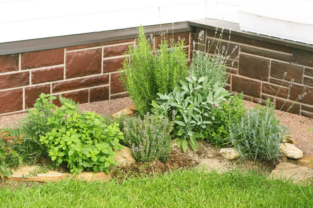 Herbs as Corner Decoration