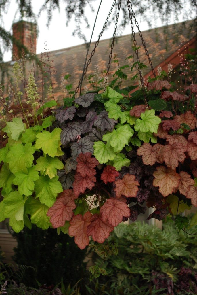 Heuchera