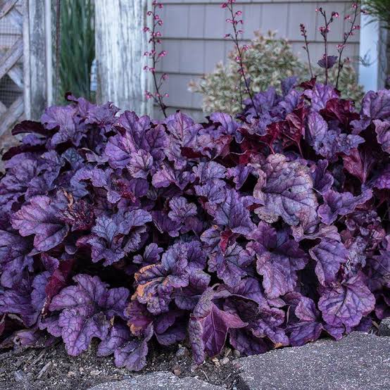 Heuchera (Coral Bells)