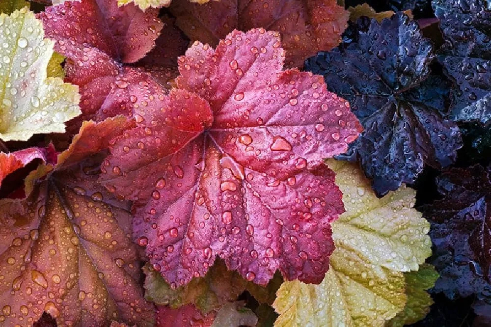 Guide to Growing & Caring for Heuchera Plants