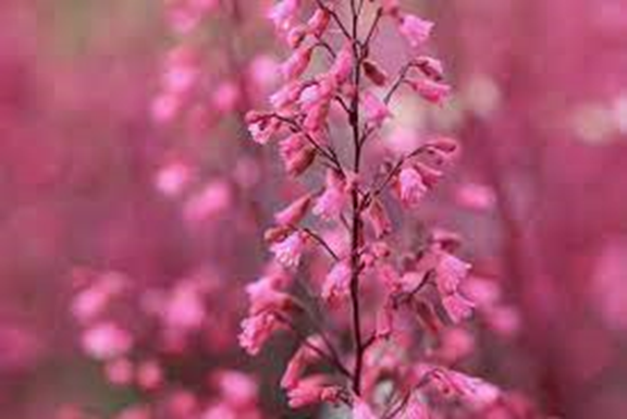 Heucherella