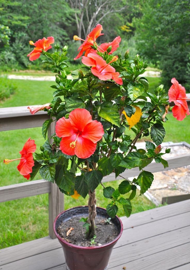 Hibiscus