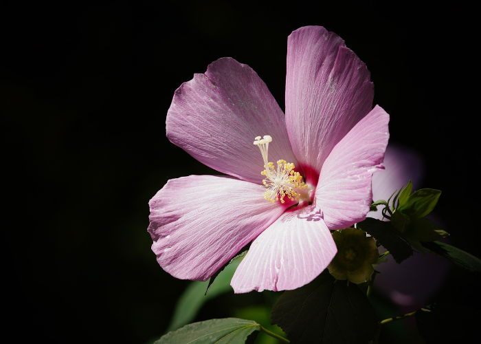 Hibiscus