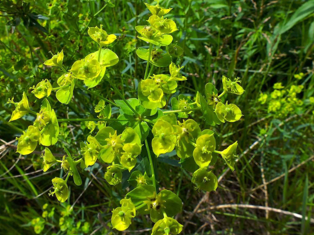 Himalayan Spurge