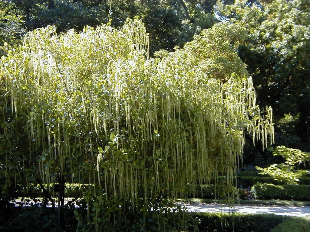 Holly Leaved Sweet Spire