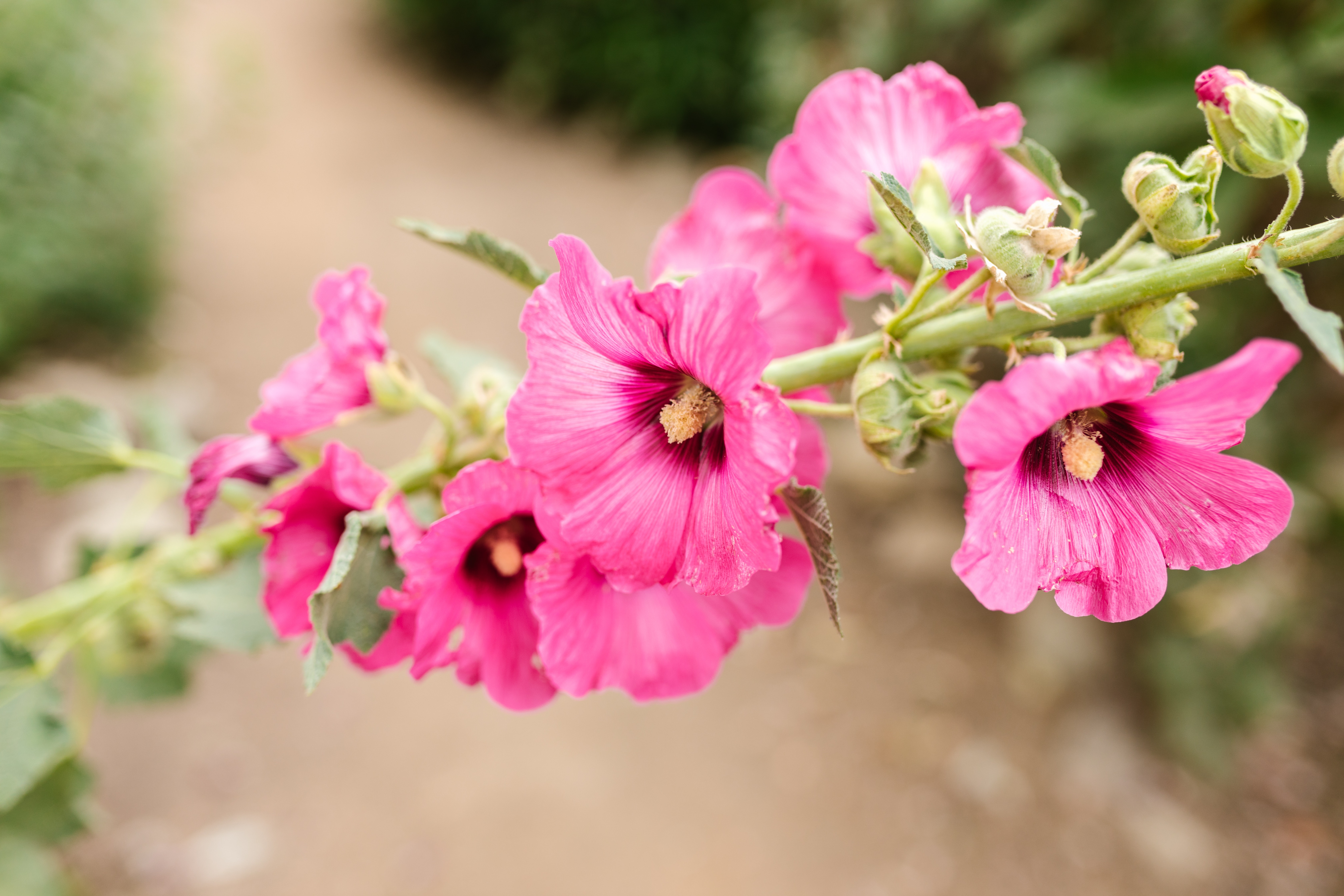 Guide to Growing and Caring for Hollyhock Plants