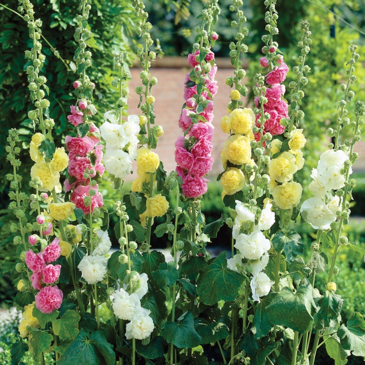 Hollyhock