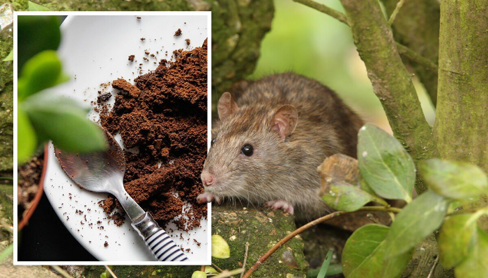 Home Remedies to Get Rid of Rats