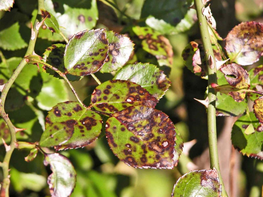 Homemade Remedies to Remove Black Spots on Roses