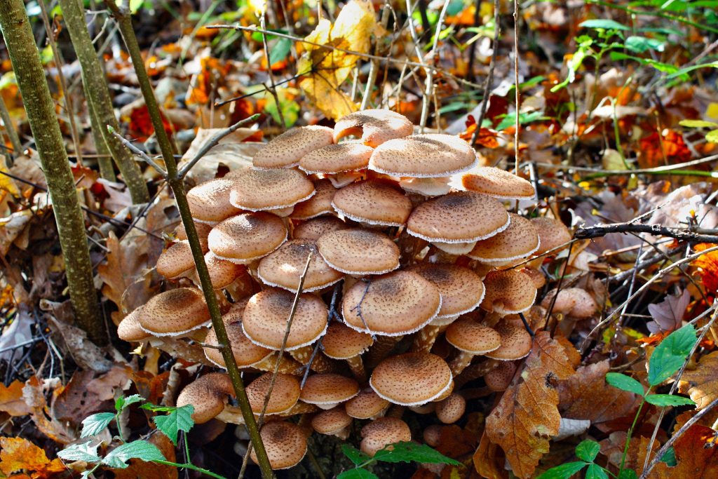 Honey Fungus