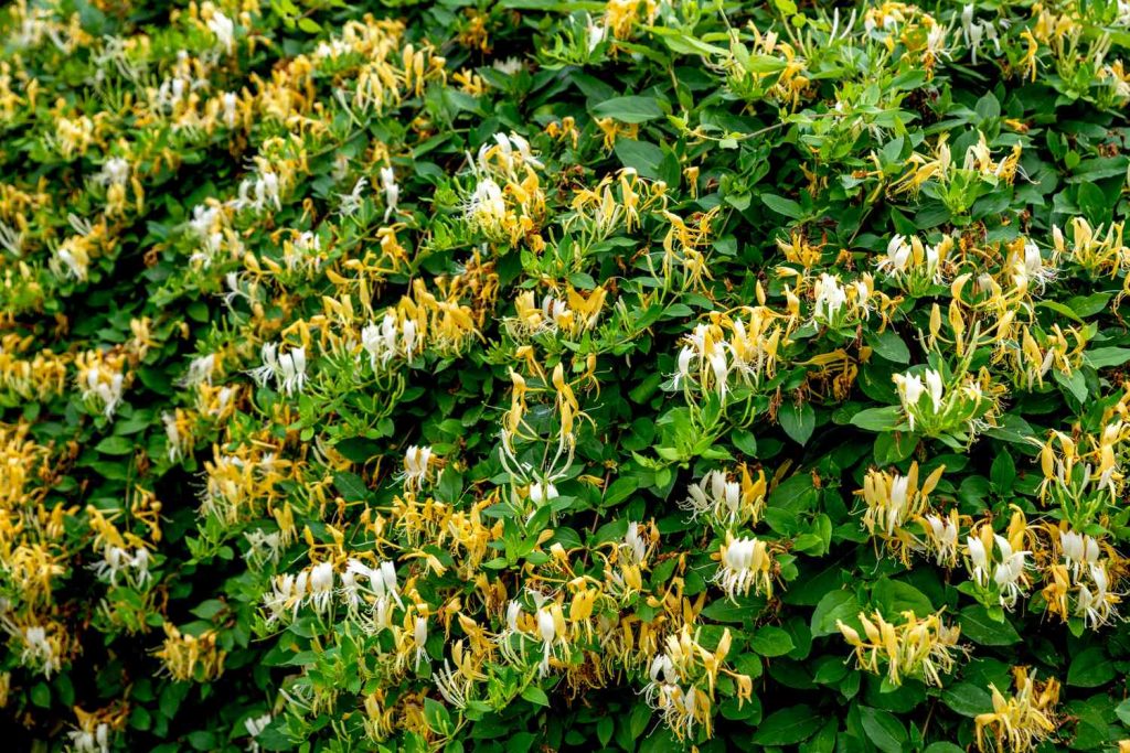 Honeysuckle