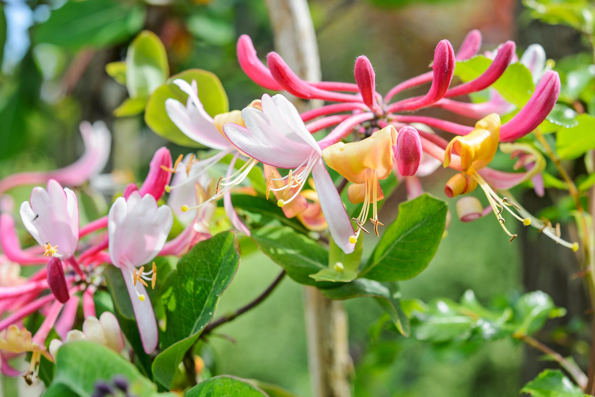 Honeysuckle