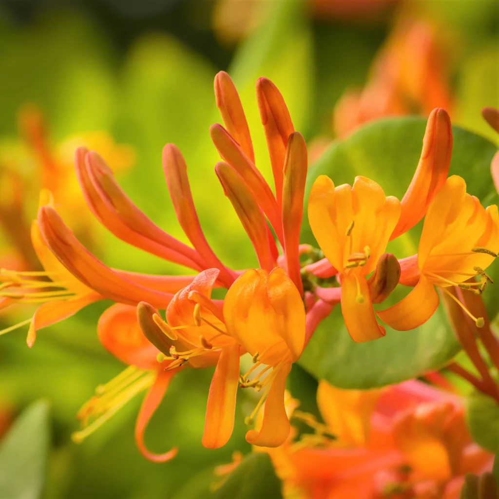 Honeysuckle