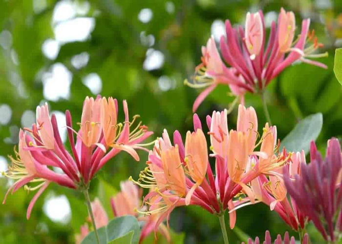 Honeysuckle