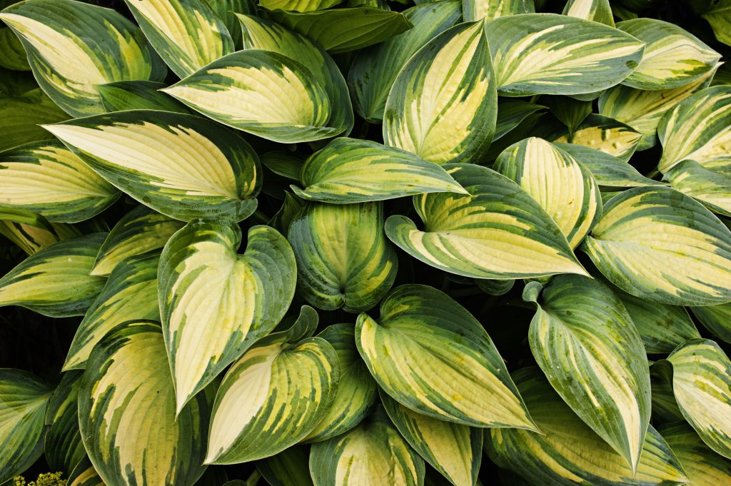 Hosta