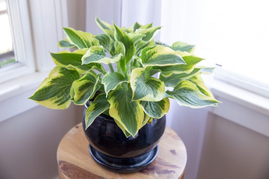 Hostas (Plantain Lily)