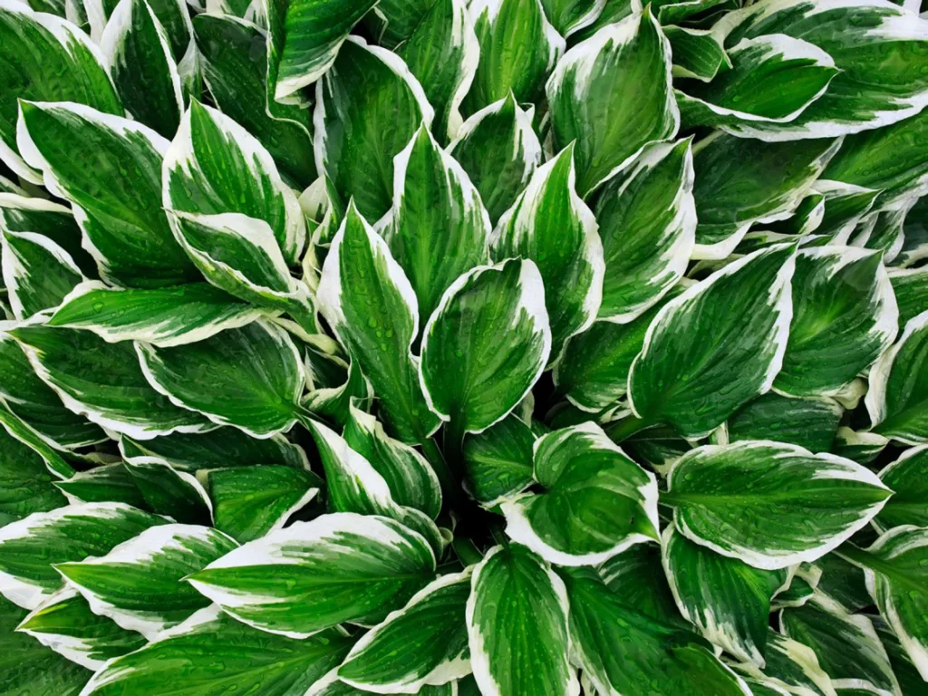 Hostas