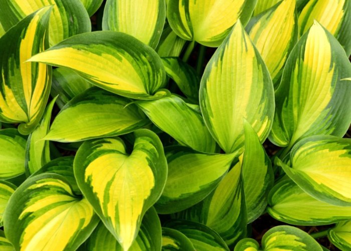 Hostas