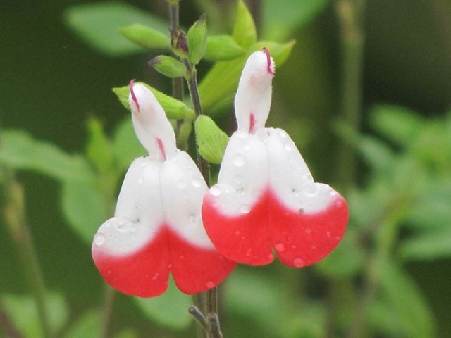 Hot Lips Salvia