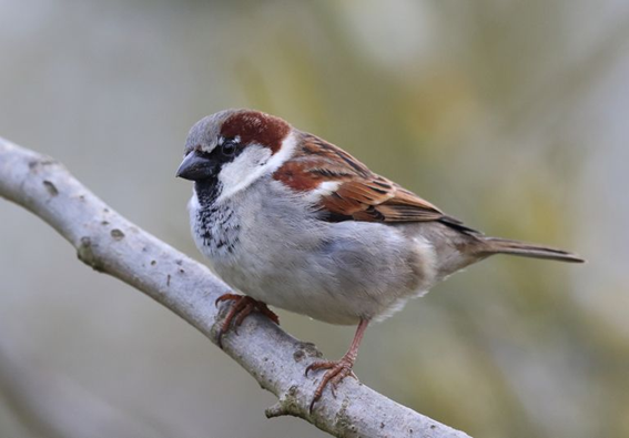 House Sparrow