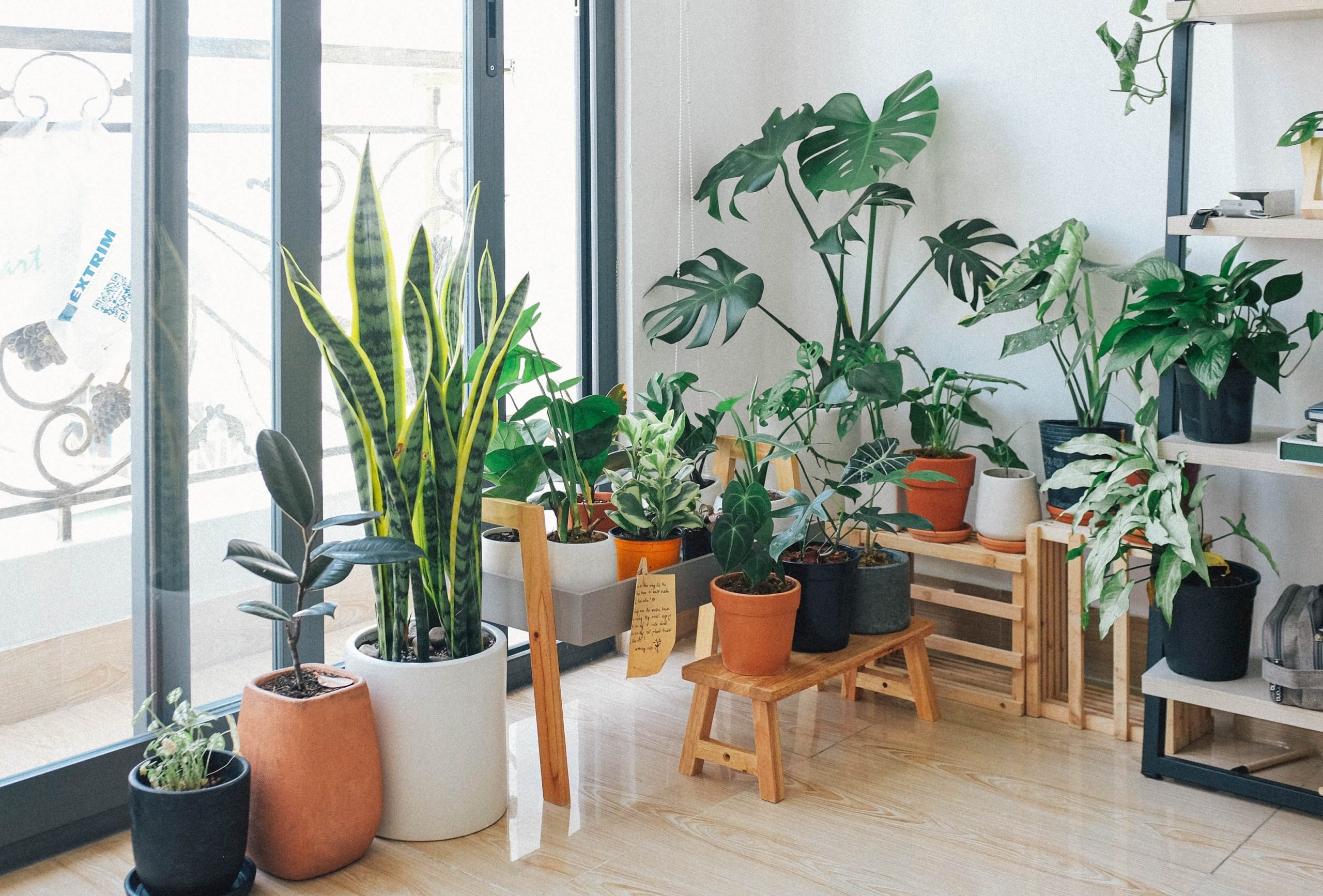 Top Tips for Caring for Houseplants & Popular Types to Grow