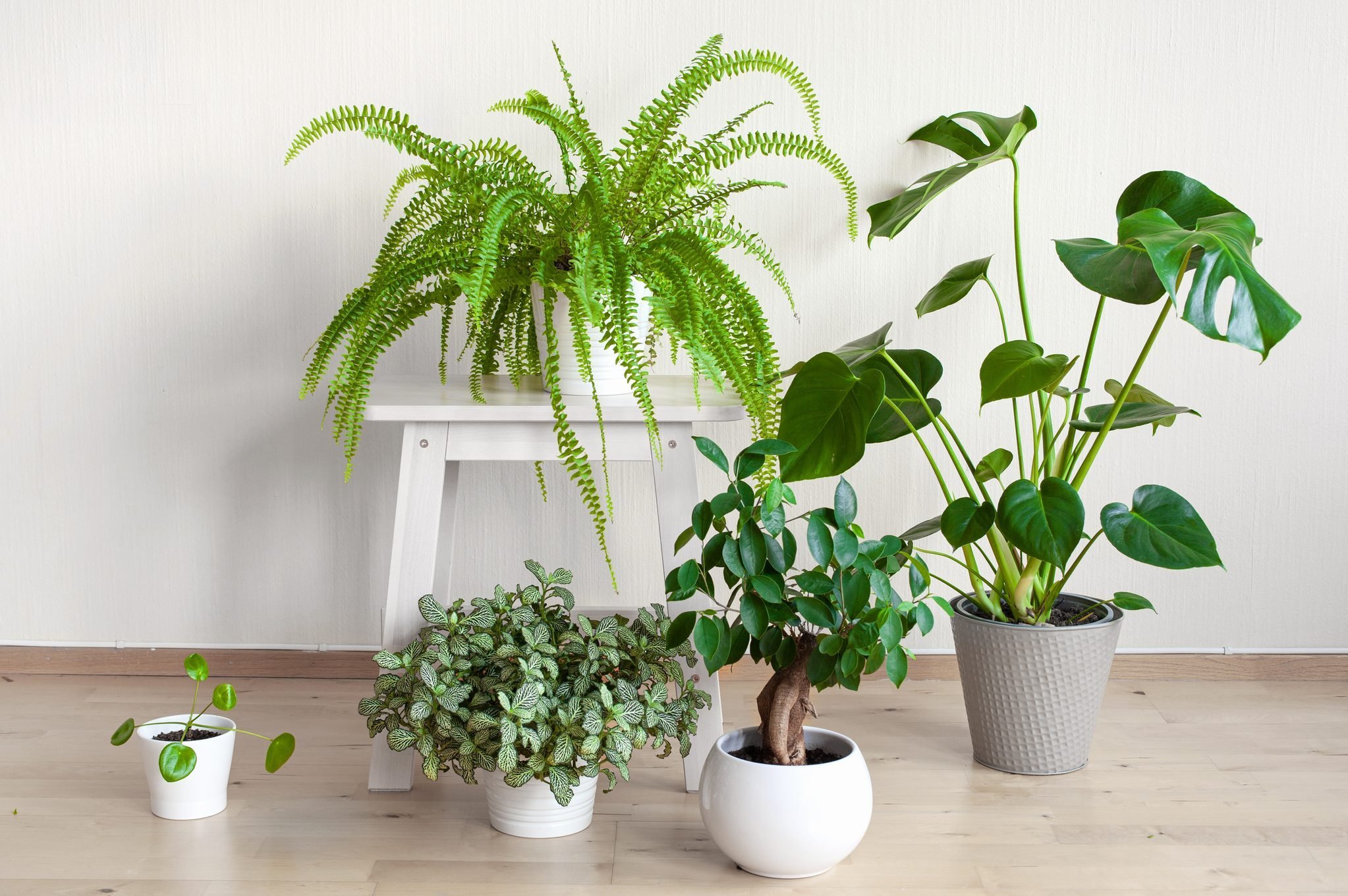 Discover 24 Houseplants That Love Direct Sunlight