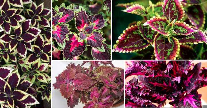 Top 20 Purple Leaf Houseplants for a Vibrant Garden