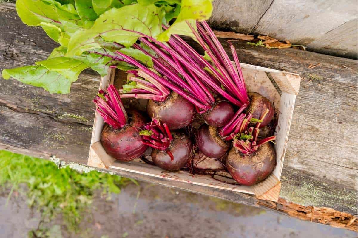 How and When to Harvest Beetroots: A Gardener’s Guide